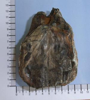 CEMEX_0265: Antler Fragment and Mammoth Tooth