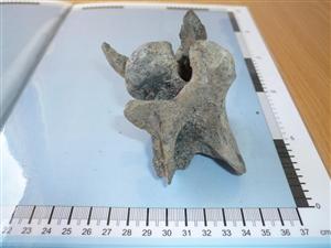 TARMAC_0309: Animal Vertebra